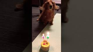 愛犬🐾ダックスフンド🐾レオ君の16歳ハッピーバースデートゥーユー🎂💕〜U・x・U〜レオ君が一緒にハモってくれた❤️🎵