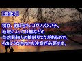 【愛犬のための知識】犬との秋の散歩の注意点【犬を知る】