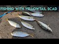 Pier Fishing with good size yellowtail scad || Fishing in Sydney Landbased