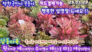 남동다육(1)핑크여왕 흑사금 소화금/넘넘 이쁘고 가격도 착하네요/블랙스완 캉캉 아르케인 아이보리 러우금 레드노블 라울등/강추해요