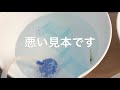 【金魚飼育】空白期間の説明させて下さい【新しい生体導入】