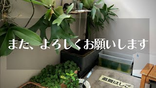 【金魚飼育】空白期間の説明させて下さい【新しい生体導入】