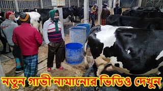 নতুব গাভী নামানোর ভিডিও দেখুন  | imo-01790-255858, 01717-303601 [১১৫৫]