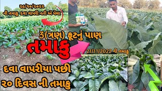 20 દિવસ ની તમાકુ દવા વાપરીયા પછી| તમાકુની ખેતી | TOBECCO FARMING| तंबाकू की खेती #gujjujpi #તમાકુ