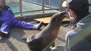 R4.12.31桂浜水族館　カリフォルニアアシカコエルの昼めっしゃー【さめさん＆おんちゃん編】