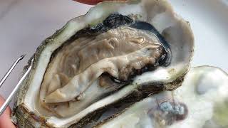 Oyster Anatomy Video