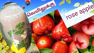 Rose Apple # Water Apple Juice # Immunity #ரோஸ் ஆப்பிள் in Tamil juice | How to Prepare