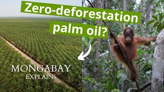Mongabay Explains: Halting forest destruction for palm oil.