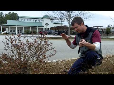 Pruning Knockout Roses Pruning Knockout Roses