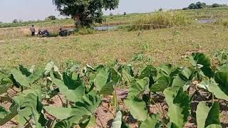 ដំណាំត្រាវ ស្រុកស្អាង Taro​  in Cambodia