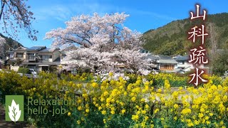 Kyoto Cherry blossoms \