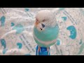 【癒し】寝る鳥達　セキセイインコのぴーちゃん u0026りんちゃん