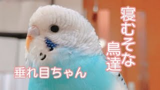 【癒し】寝る鳥達　セキセイインコのぴーちゃん\u0026りんちゃん