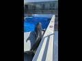 【神業】イルカがスライディングしたら・・・what happens if a dolphin slides　स्लाइडिंग डॉल्फिन　돌고래가 슬라이딩하면　 長崎ちゃんぽん