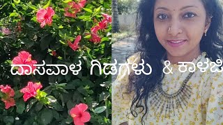 ನನ್ನ ತೋಟದಲ್ಲಿ ದಾಸವಾಳ ಗಿಡ//how to cut hibiscus 🌺🌺🌺 plant and care // kannada//