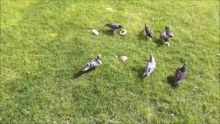 Gołąb i kromka (a nawet dwie!) na szyi. Pigeon with a bread necklace (double!)