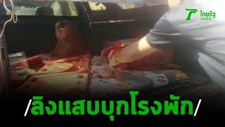 ลิงแสบย่ามใจบุกโรงพักรอบ 2 สิ้นฤทธิ์ถูกจับโดยละม่อม | 28-01-63 | ตะลอนข่าว