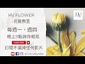 花材介紹│捲捲非洲菊 迷你非洲菊 太陽花品種 │hv flower花藝教室ep15