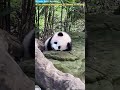 睡觉中的大熊猫齐三妹太可爱啦 the sleeping giant panda qi sanmei is so cute panda cute funny redpanda giantpanda