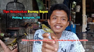 Tips Jinakin Burung Sogon Paling AMPUH!!!!!