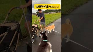 散歩拒否する柴犬を確実に歩かせる方法 #柴犬 #おもしろ #shortvideo #short #youtubeshorts #youtube