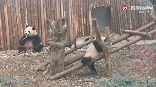 Mama is Eating,Baby RunYue is Sleeping,Baby HeHua is Practicing Hard Climbing🐼|Panda HappyLand