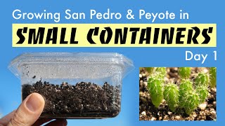 Growing San Pedro \u0026 Peyote in Small Containers