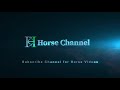 top 6 chal baz horse i desi breed i mushka ghora i nukra ghora i chamba ghora i stud i horse channel