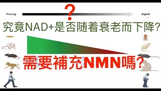 NAD+ 含量隨著衰老而下降、禁食增加線粒體中 NAD+