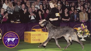 WKC Archives: Scottish Deerhound, Hickory