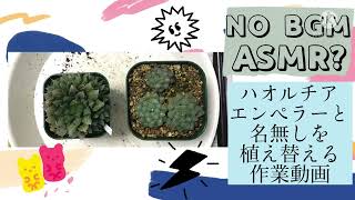 【多肉植物】ハオルチア（エンペラー＆名無し）植え替え作業【ASMR？】（9月4日）