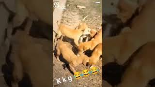 कुता ने #देवड़ा धोरी चाटना  song पर लड़ाईkar Diya #viral #viral #videos