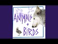 Wolf Pack Howling Hollywood Sound Effects