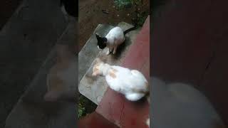 ധൈര്യം ഉള്ളവർ ഇറങ്ങി വാടാ... #salimkumarcomedyscenes #shorts #funnyvideo #funnycats #memes #comedy