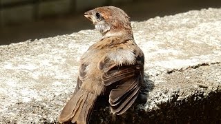 雀の雛 保護17日目 巣立ち