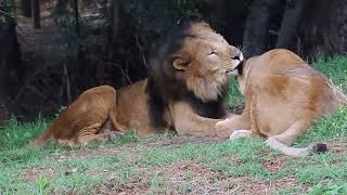 Lions in Love