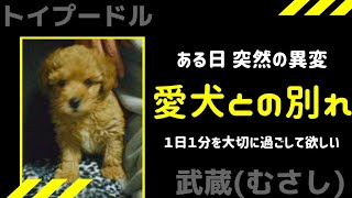 ■愛犬トイプードルとの別れ■ ～武蔵(むさし)14年間ありがとう～■ペットとの時間を大切にして欲しい■