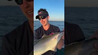 HUGE BLUEFISH LANDED!