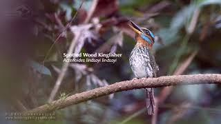 Spotted Wood Kingfisher