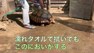 洗ったよー！　ケヅメ\u0026ヘルマン年中野外飼育