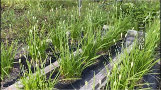 家庭菜園　ニラの花　今年は遅いな？と思っていたら　大量のツボミ　株分けの時期が近いからか？