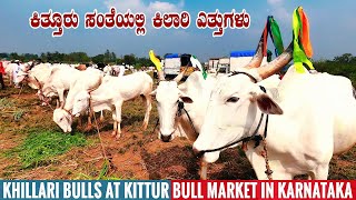 Khillari Bulls at Kittur Cattle Market near Belgaum in Karnataka | Indian Cattle Breed Market