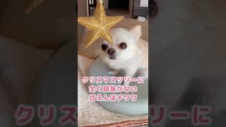 クリスマスツリーに全く興味がない甘えんぼチワワ #shorts