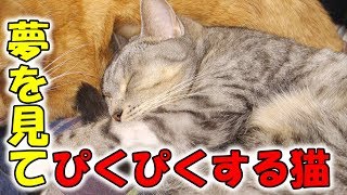 夢を見て寝ている猫。ピクピク痙攣している【おもしろ】