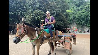 Taking aTour in Horse Wagon around Kampong Trach Mountain  ជិះរទេះសេះជុំវិញភ្នំកំពង់គ្រាចនៅខេត្តកំពត