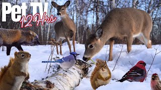 Best of Winter 2025 😻 12 Hour Compilation of Nature Fun for Cats, Dogs, & People (NO LOOPING)