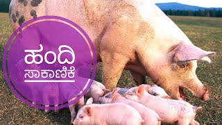 ಹಂದಿ ಸಾಕಾಣಿಕೆ-Pig Farming