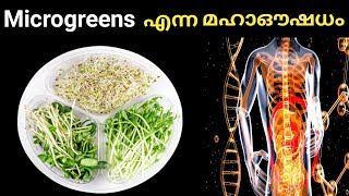 Nutrition Malayalam മൈക്രോഗ്രീൻസ് Microgreens Microgreens Benefits|Microgreen Health Tips Malayalam