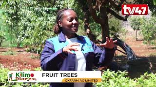 KILIMO DIARIES | The A to Z of fruit farming with Oxfarm Organic Ltd Ltd