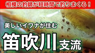 【美しいイワナが住む】笛吹川支流岩魚